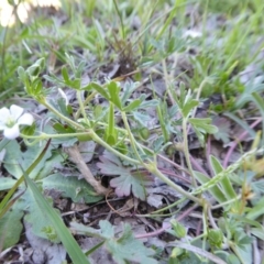 Geranium solanderi at Yass River, NSW - 10 Oct 2020