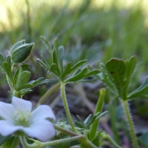 Geranium solanderi at Yass River, NSW - 10 Oct 2020 01:06 PM