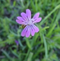 Petrorhagia nanteuilii (Proliferous Pink, Childling Pink) at Yass River, NSW - 10 Oct 2020 by SenexRugosus