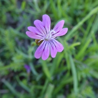 Petrorhagia nanteuilii (Proliferous Pink, Childling Pink) at Yass River, NSW - 10 Oct 2020 by SenexRugosus