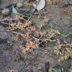 Crassula decumbens var. decumbens (A Stonecrop) at Wodonga - 10 Oct 2020 by Kyliegw