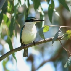 Todiramphus sanctus (Sacred Kingfisher) at Wodonga, VIC - 10 Oct 2020 by KylieWaldon