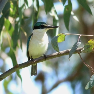 Todiramphus sanctus (Sacred Kingfisher) at Wodonga, VIC - 10 Oct 2020 by KylieWaldon