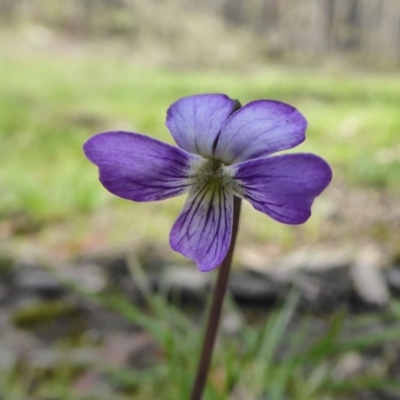 Viola betonicifolia (Mountain Violet) at Yass River, NSW - 10 Oct 2020 by SenexRugosus