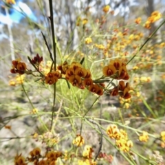 Daviesia leptophylla (Slender Bitter Pea) at Yass River, NSW - 10 Oct 2020 by SenexRugosus
