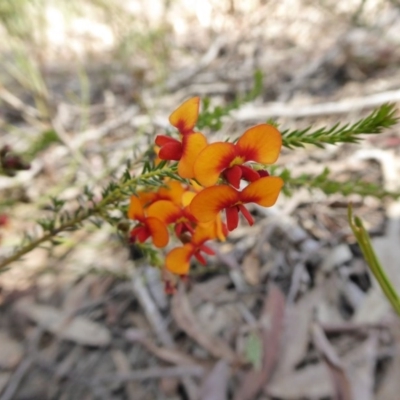 Dillwynia phylicoides (A Parrot-pea) at Yass River, NSW - 10 Oct 2020 by SenexRugosus