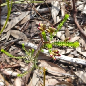 Dillwynia phylicoides at Yass River, NSW - 10 Oct 2020 01:41 PM