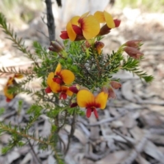 Dillwynia phylicoides at Yass River, NSW - 10 Oct 2020