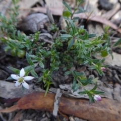 Rhytidosporum procumbens (White Marianth) at Yass River, NSW - 10 Oct 2020 by SenexRugosus