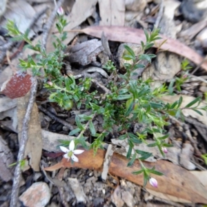 Rhytidosporum procumbens at Yass River, NSW - 10 Oct 2020