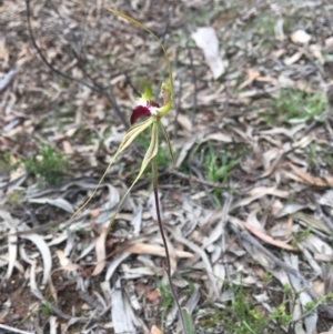 Caladenia atrovespa at Bruce, ACT - suppressed