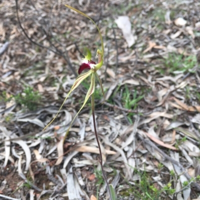 Caladenia atrovespa (Green-comb Spider Orchid) at Bruce, ACT - 10 Oct 2020 by Wen