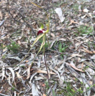 Caladenia atrovespa (Green-comb Spider Orchid) at Black Mountain - 10 Oct 2020 by Wen