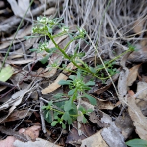 Poranthera microphylla at Yass River, NSW - 10 Oct 2020 02:13 PM