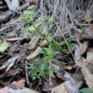 Poranthera microphylla at Yass River, NSW - 10 Oct 2020