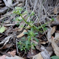 Poranthera microphylla (Small Poranthera) at Yass River, NSW - 10 Oct 2020 by SenexRugosus