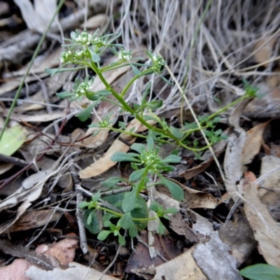 Poranthera microphylla (Small Poranthera) at Yass River, NSW - 10 Oct 2020 by SenexRugosus