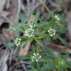 Poranthera microphylla at Yass River, NSW - 10 Oct 2020 02:13 PM