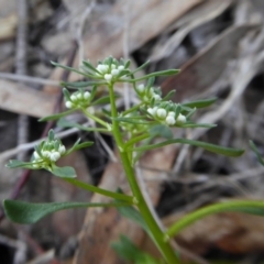 Poranthera microphylla at Yass River, NSW - 10 Oct 2020 02:13 PM