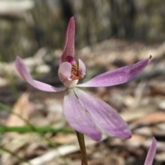 Caladenia fuscata (Dusky Fingers) at Yass River, NSW - 10 Oct 2020 by SenexRugosus