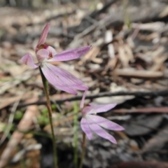 Caladenia fuscata at Yass River, NSW - suppressed