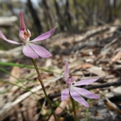 Caladenia fuscata at Yass River, NSW - suppressed