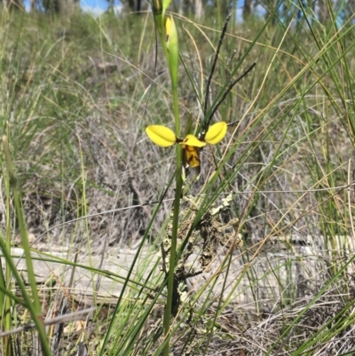 Diuris sulphurea (Tiger Orchid) at Black Mountain - 10 Oct 2020 by Wen