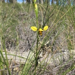 Diuris sulphurea (Tiger Orchid) at Downer, ACT - 10 Oct 2020 by Wen