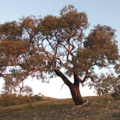 Eucalyptus bridgesiana (Apple Box) at Melrose - 30 May 2020 by michaelb