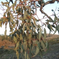 Eucalyptus bridgesiana at Melrose - 30 May 2020