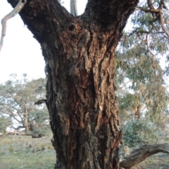 Eucalyptus bridgesiana at Chisholm, ACT - 30 May 2020