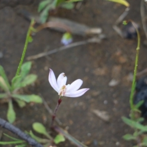 Caladenia fuscata at Balmoral, NSW - suppressed