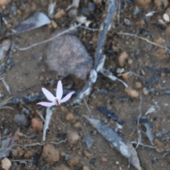 Caladenia fuscata at Balmoral, NSW - suppressed