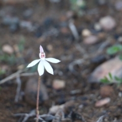 Caladenia fuscata at Balmoral, NSW - 13 Sep 2020