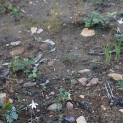 Caladenia fuscata at Balmoral, NSW - suppressed