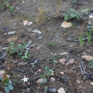 Caladenia fuscata at Balmoral, NSW - suppressed