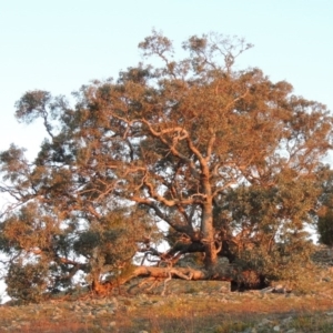 Eucalyptus bridgesiana at Melrose - 30 May 2020