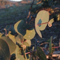 Eucalyptus bridgesiana at Melrose - 30 May 2020