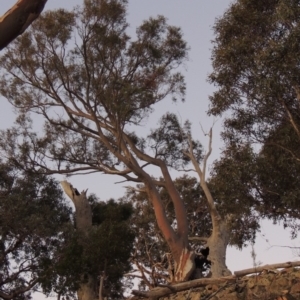 Eucalyptus rossii at Melrose - 30 May 2020 07:14 PM