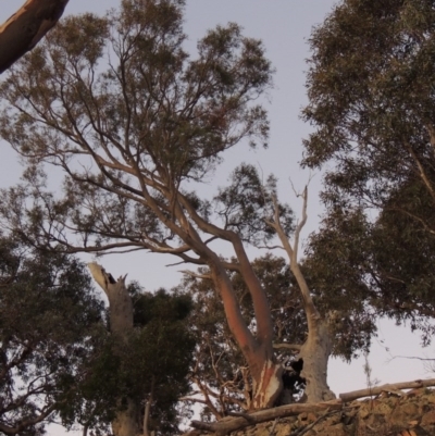 Eucalyptus rossii (Inland Scribbly Gum) at Chisholm, ACT - 30 May 2020 by michaelb