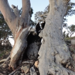 Eucalyptus rossii at Melrose - 30 May 2020