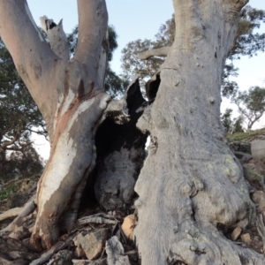 Eucalyptus rossii at Melrose - 30 May 2020 07:14 PM