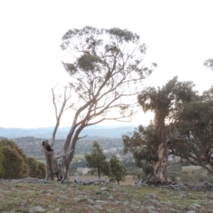 Eucalyptus rossii at Chisholm, ACT - 30 May 2020
