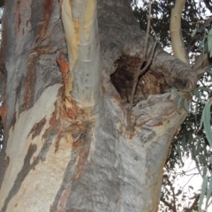 Eucalyptus rossii at Melrose - 30 May 2020