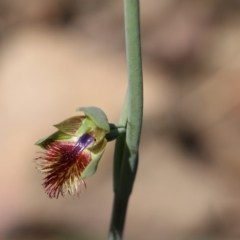 Calochilus campestris (Copper Beard Orchid) at Balmoral, NSW - 23 Sep 2020 by JayVee