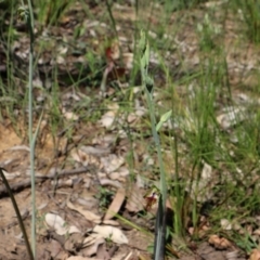 Calochilus campestris at Balmoral - suppressed