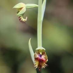 Calochilus campestris at Balmoral - suppressed