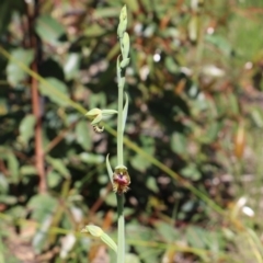 Calochilus campestris at Balmoral - 24 Sep 2020