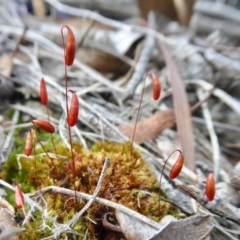 Rosulabryum sp. (A moss) at Rugosa - 10 Oct 2020 by SenexRugosus