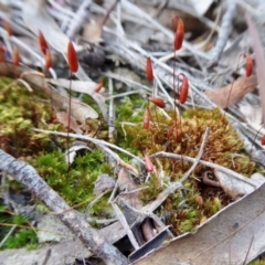 Rosulabryum sp. at Yass River, NSW - 10 Oct 2020